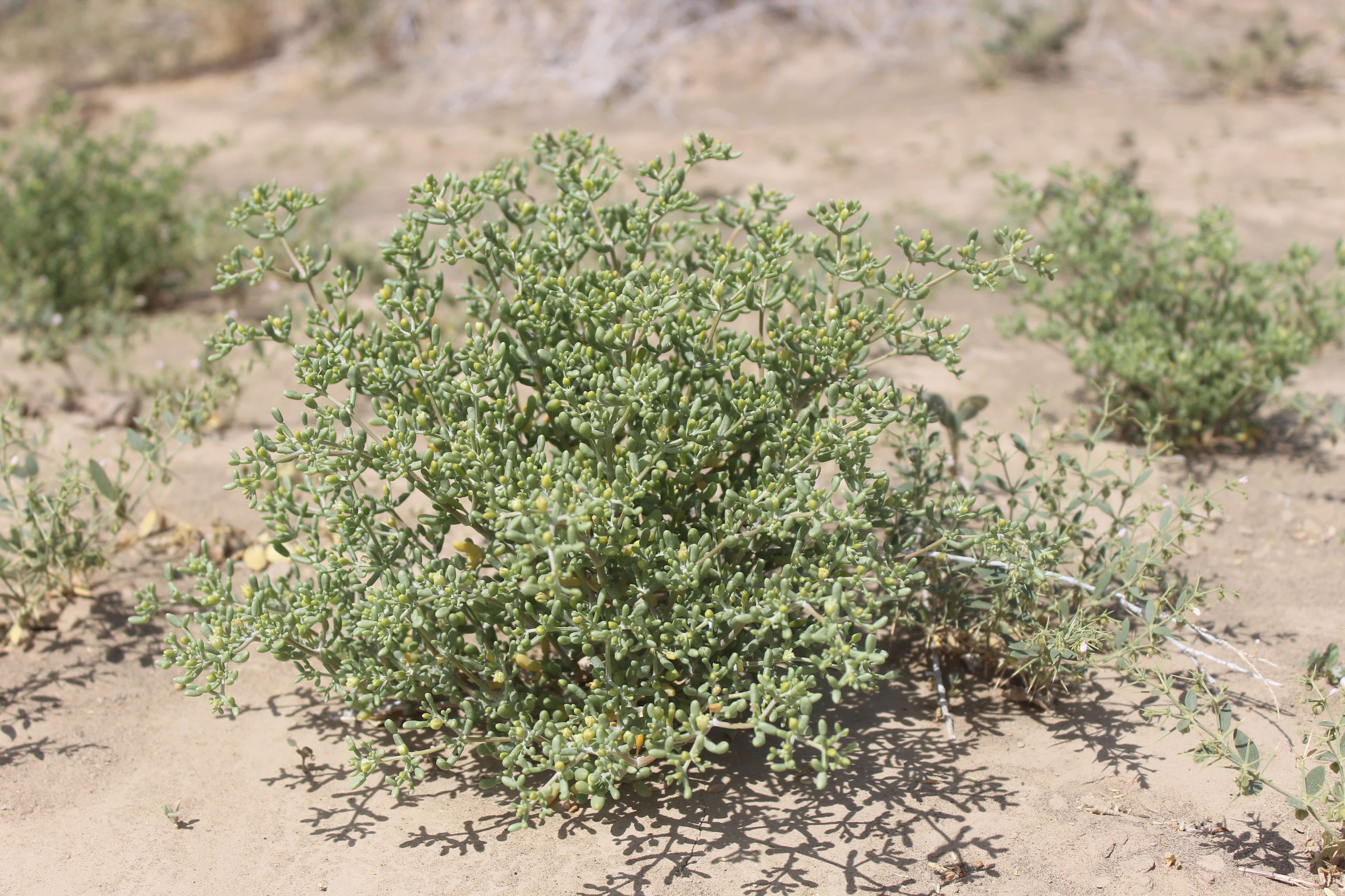 Plant Image